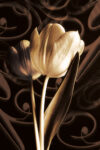 flowers  plants Eloquence II