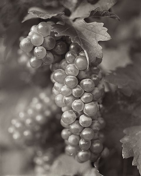 Grapes #21