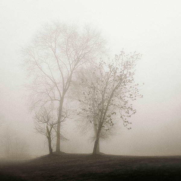 Four Trees in Fog