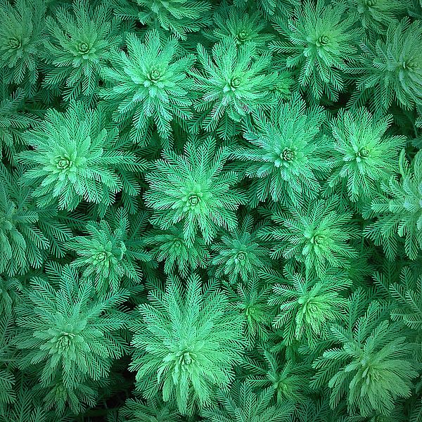 Sea Green
