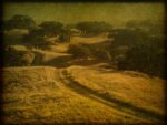 Ranch Road and Oak Savannah
