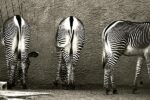 Zebra Butts 1  Just Wall Decor Zebra Butts