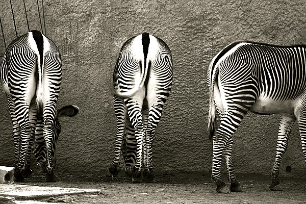 Zebra Butts