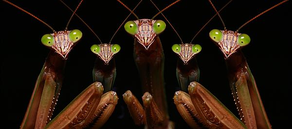 Praying Mantis: Family Portrait