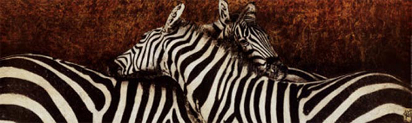 Two Zebras