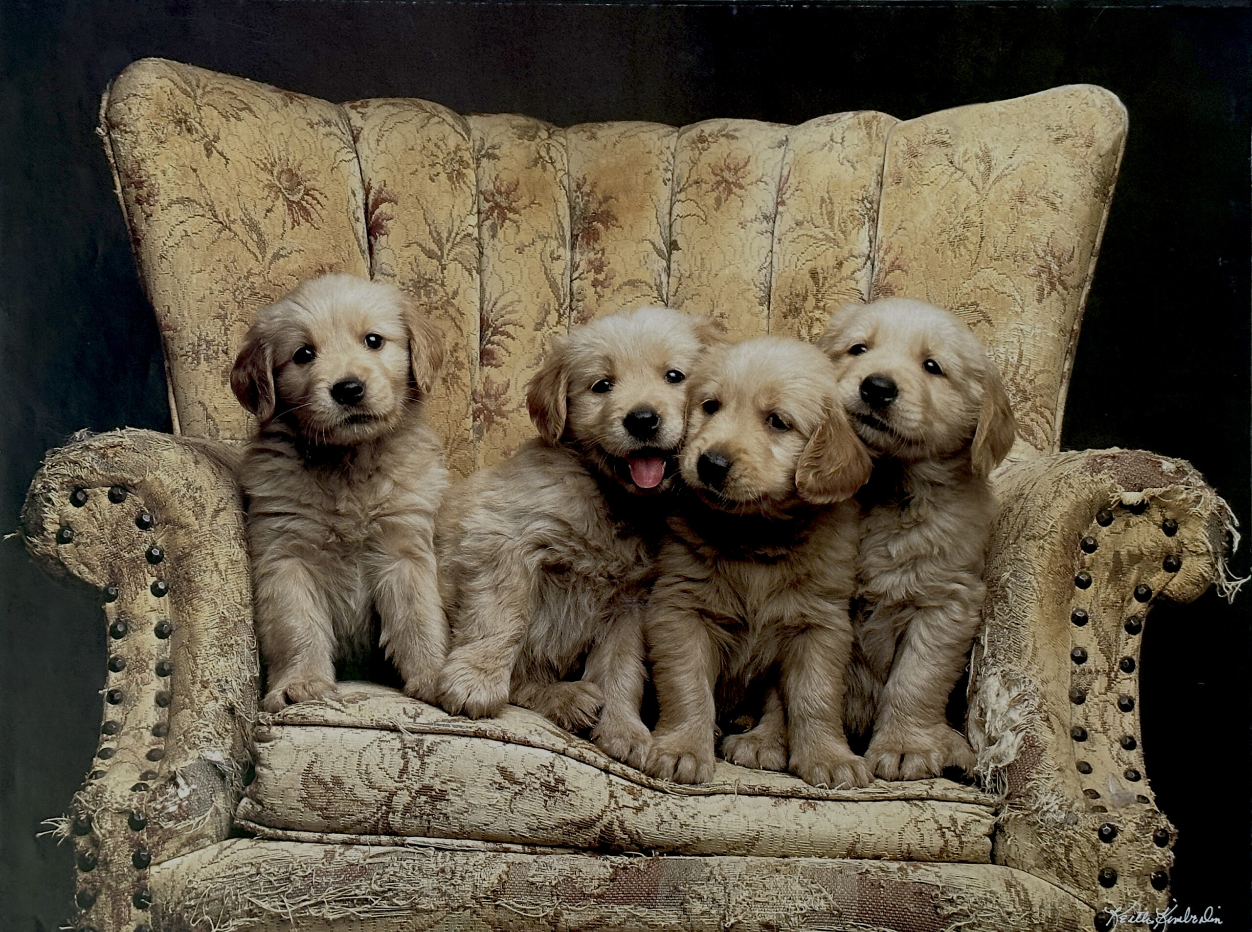 Golden Retriever Puppies
