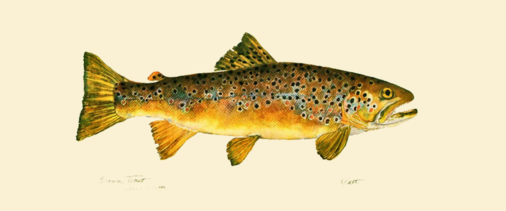 Brown Trout 1 Just Wall Decor Brown Trout