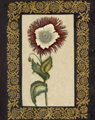 Exotic Botanical 1 Just Wall Decor Exotic Botanical